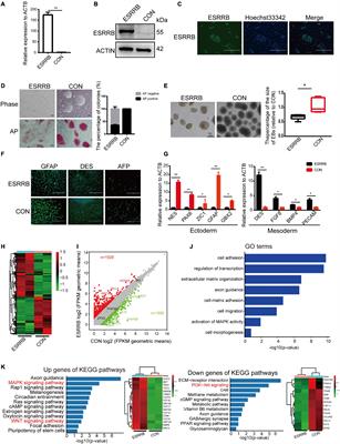 ESRRB Facilitates the Conversion of Trophoblast-Like Stem Cells From Induced Pluripotent Stem Cells by Directly Regulating CDX2